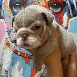Donkey Kong (DK) - Lilac tri-color male Bulldog puppy in Las Vegas, Nevada from PupsByNikki