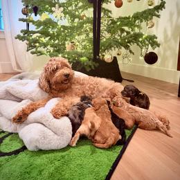 Annie - Goldendoodle