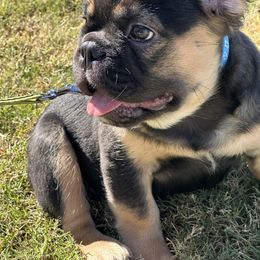 French Bulldog Puppies from Chanel & Co Frenchies