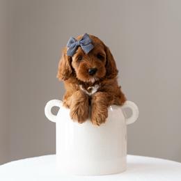 Cami - Red and white female Cockapoo puppy in Altamonte Springs, Florida from The Perks of Pups