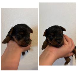 Pumpkin (White collar) - Black and tan male Yorkshire Terrier puppy in Riverbank, California from Yorkie_Wonderland and Stud Services