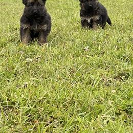 German Shepherd Puppies from S&S German Shepherds