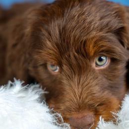 Hagrid - male Golden Mountain Doodle puppy in Murray, Utah from Good Looking Dogs