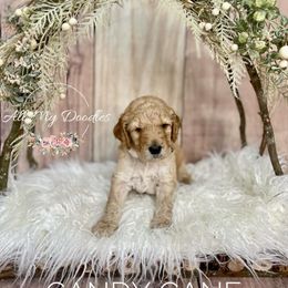 Goldendoodle Puppies from All My Doodles