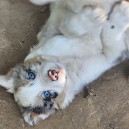 Border Collie Puppies from BC Dogs at the Rodgers