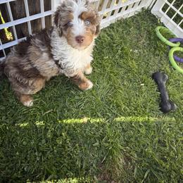 Australian Mountain Doodle, Bernedoodle, and Goldendoodle Puppies from Wynterwood Doodles