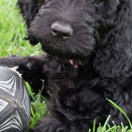 Goldendoodles from Triple Creek Goldendoodles
