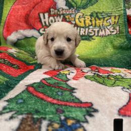 Mayor Agustus May Who:Black Collar - Light golden male Golden Retriever puppy in Monterey, Tennessee from Lawson’s Green Acres Goldens and Mini Dachshunds