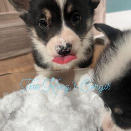 Pembroke Welsh Corgi Puppies from The King’s Corgis