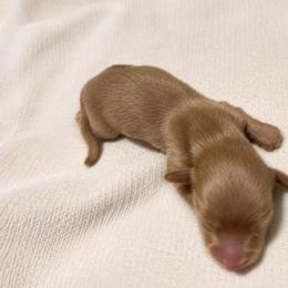 Ivy - Cream female Dachshund puppy in Sebring, Florida from Mini Weenies