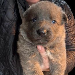 Blue Sable Female 1 - Blue female German Shepherd puppy in Tafton, Pennsylvania from Pocono GSD