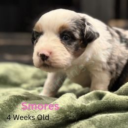 S'mores - Blue merle female Miniature Australian Shepherd puppy in Oronogo, Missouri from Dutton's Show Me Farms