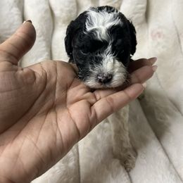 Sprinkles - Black and white male Cockapoo puppy in Humble, Texas from DoodlePuppiesTX