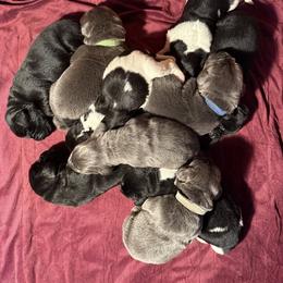 Girl 4 - White and black female Newfoundland puppy in Saukville, Wisconsin from Crossroads Canines ~ Brussels Griffon and Newfoundland Dogs