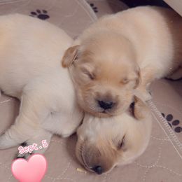 Golden Retriever Puppies from Ruff Life Goldens
