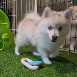 Olive - Merle female Pomsky puppy in La/Oc, California from SoCal Pomskies LLC