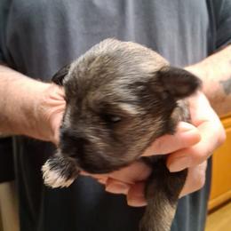 Boy 2 - Salt and pepper male Miniature Schnauzer puppy in Raymond, Washington from Springs Miniature Schnauzers