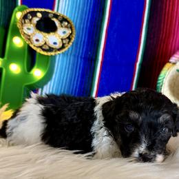 Liza - Black tri-color female Aussiedoodle puppy in Charleston, Arkansas from Lazy S Aussies