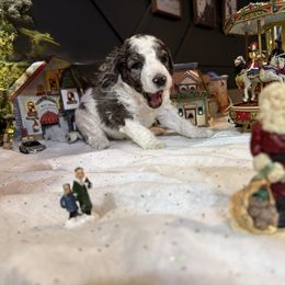 Purple Girl - Parti female Poodle puppy in Vidor, Texas from East Bunch Poodles