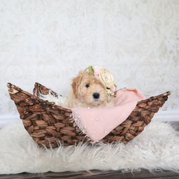 Goldendoodle Puppies from Serene Canyon Doodles