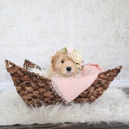 Goldendoodle Puppies from Serene Canyon Doodles
