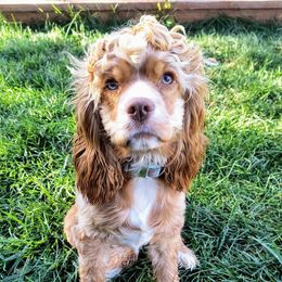 Ruby - Cocker Spaniel