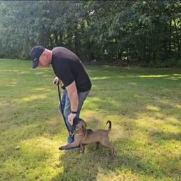 Orange collar - Fawn male Belgian Malinois puppy in Bolton, Connecticut from du Val du Bois Malinois