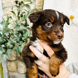 Rudolph - Red tri Miniature Australian Shepherd puppy in Marysville, Indiana from New Market Aussies