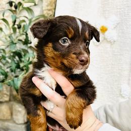 Rudolph - Red tri Miniature Australian Shepherd puppy in Marysville, Indiana from New Market Aussies