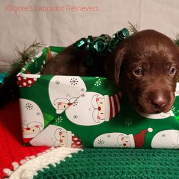 Labrador Retriever Puppies from Kilgore’s Labrador Retrievers