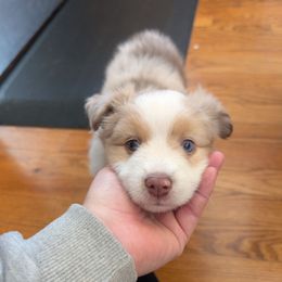 Andy Reid (Big Red) - Red merle male Miniature Australian Shepherd puppy in Harrisonville, Missouri from Trailside Mini Aussies