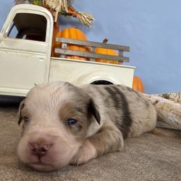 2 - Red merle male Miniature Australian Shepherd puppy in Cedar Creek, Texas from Rowdy Ranch Tx