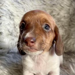Peaches - Red female Dachshund puppy in Granbury, Texas from Welden’s Miniature Dachshunds