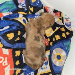 Ima - Dapple female Dachshund puppy in New Caney, Texas from BouncinMiniWeenies