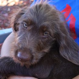 Reese - Chocolate male Labradoodle puppy in Apache Junction, Arizona from Loving Doodle