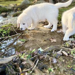 Golden Retriever Puppies from Suncoast Goldens