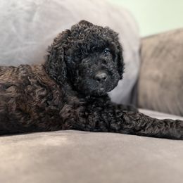 Captain - Chocolate Labradoodle puppy in Woolwich, Maine from Dog Paw Doodles