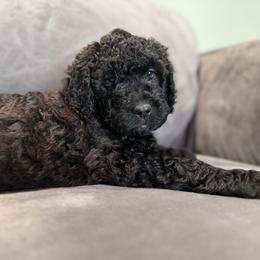 Captain - Chocolate Labradoodle puppy in Woolwich, Maine from Dog Paw Doodles
