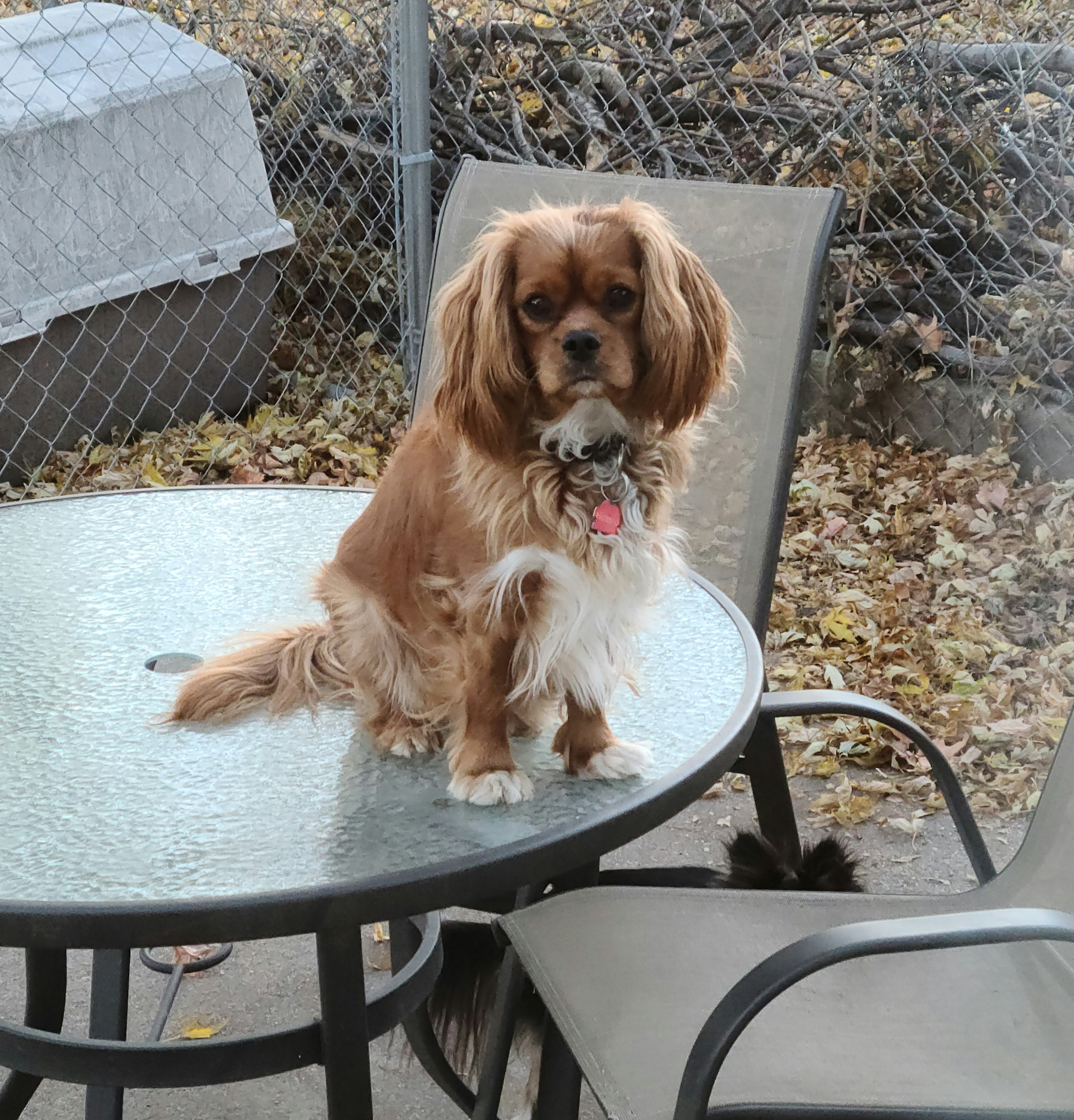 Cavalier King Charles Spaniel All Grown Up from Pepperhill Puppies