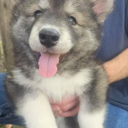 Bravo - Agouti and white male Siberian Husky puppy in Louisville, Kentucky from Wild Hunt Huskies