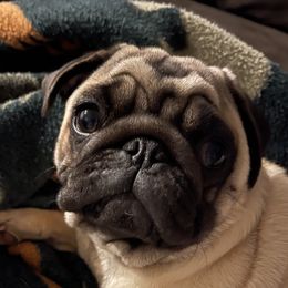 Ginger - Pug