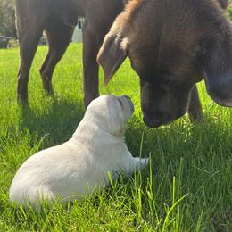 Labrador Retriever Puppies from Mayfield Farm
