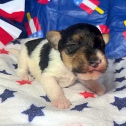 Last-Born Girl - White black and tan female Wire Fox Terrier puppy in Ennis, Texas from Syrayed Farm