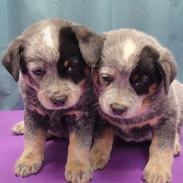 Australian Cattle Dog Puppies from Indigojos Australian Cattle Dogs