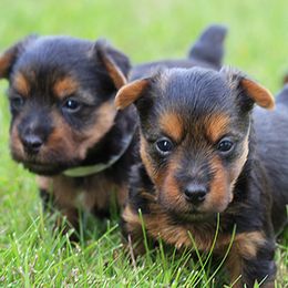 Australian Terrier Puppies from Temora Australian Terriers