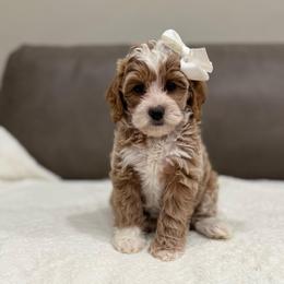 Pumpkin girl - Apricot female Goldendoodle puppy in Rio Linda, California from Plush Doodles