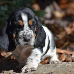 Jack SOLD - Black brown and white male Basset Hound puppy in Springfield, Missouri from Baylee’s Bassets