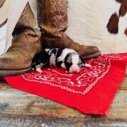'Meg' - Blue merle female Australian Shepherd puppy in Durand, Wisconsin from Larson’s Legacy Aussome Aussie Kennels