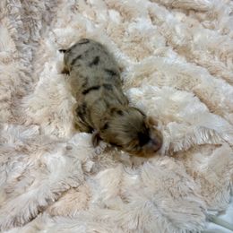 Ella - Dapple female Dachshund puppy in Carson, Virginia from Daisy Dachshunds