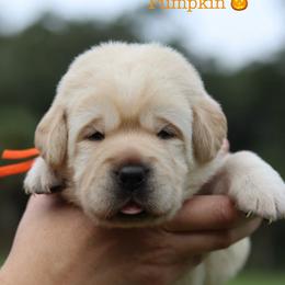 Pick five - Yellow male Labrador Retriever puppy in Williston, Florida from Royal K Labradors